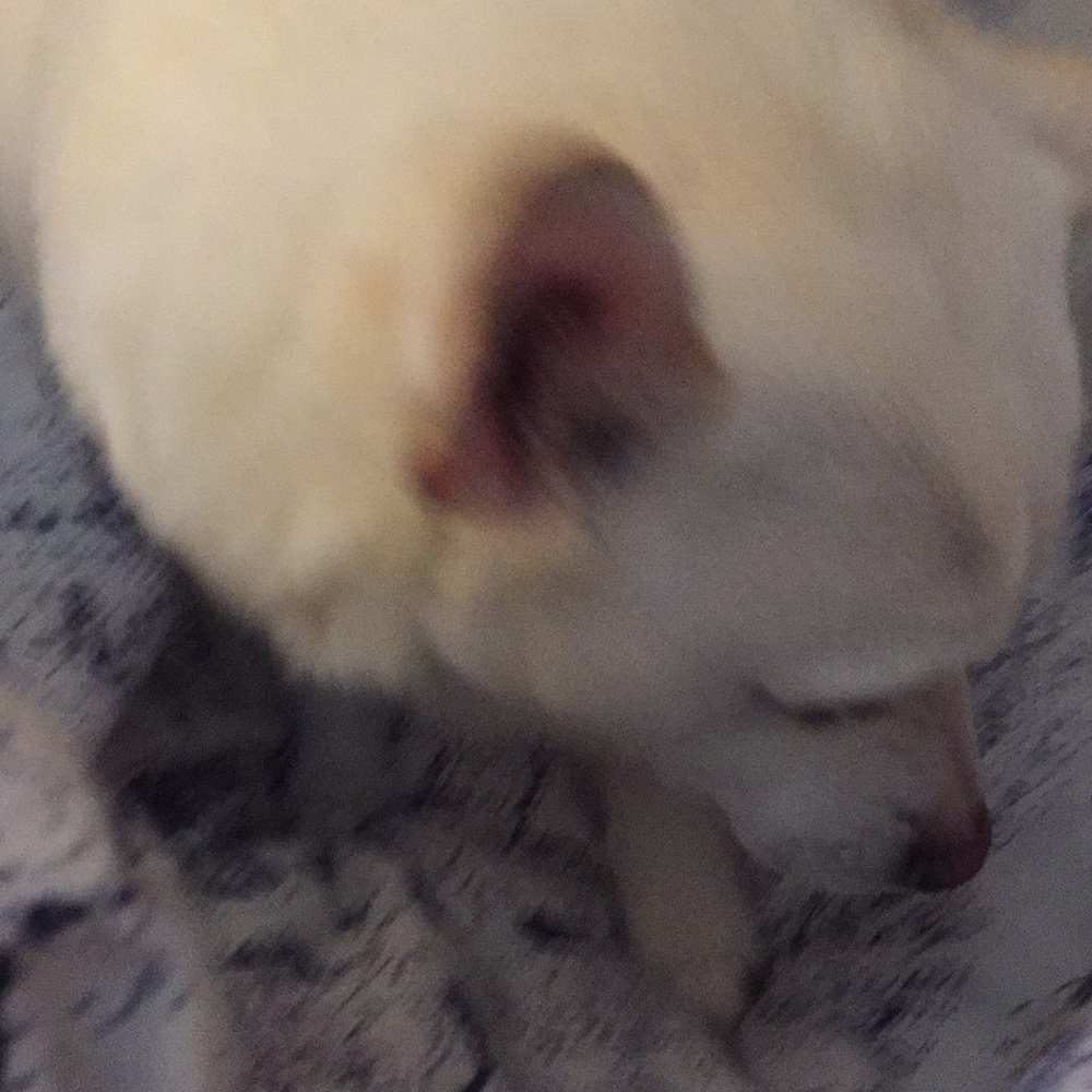 Meet your Posher, Lady